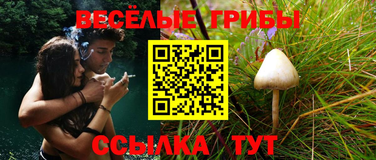 Псилоцибиновые грибы Psilocybe Лесосибирск